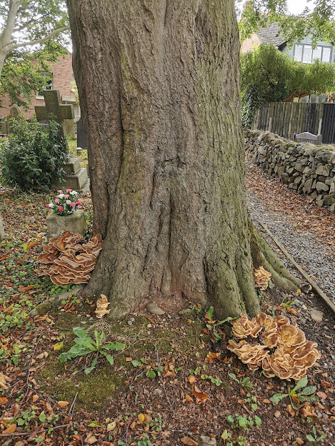 Tockington Tree Working Party – St Peter’s Church – Saturday 15th October – Thornton
